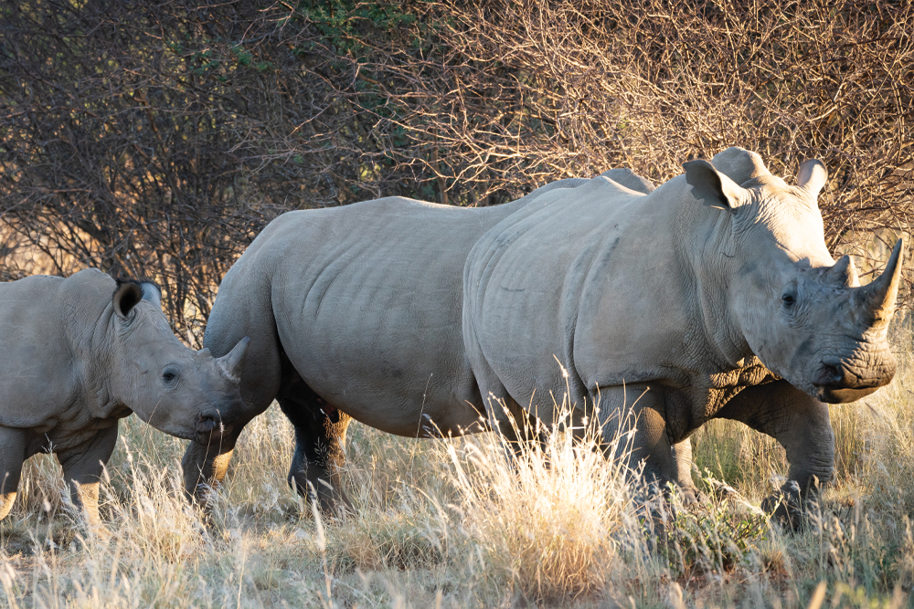 Two Rhino's