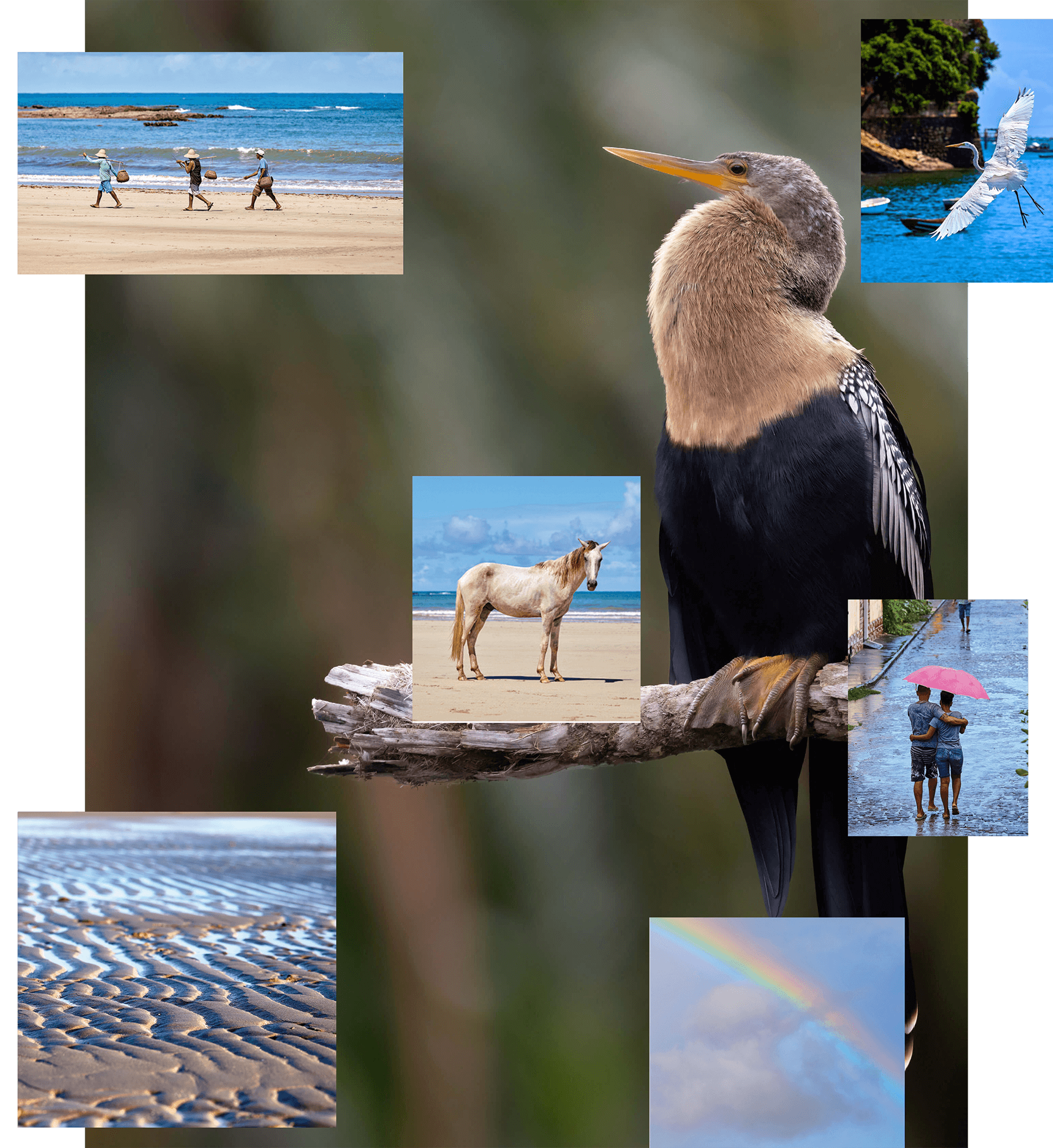 Bird on a stick and other wild animals