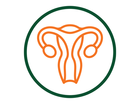 Diagram of the ovaries