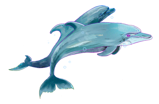 Dolphin illustration