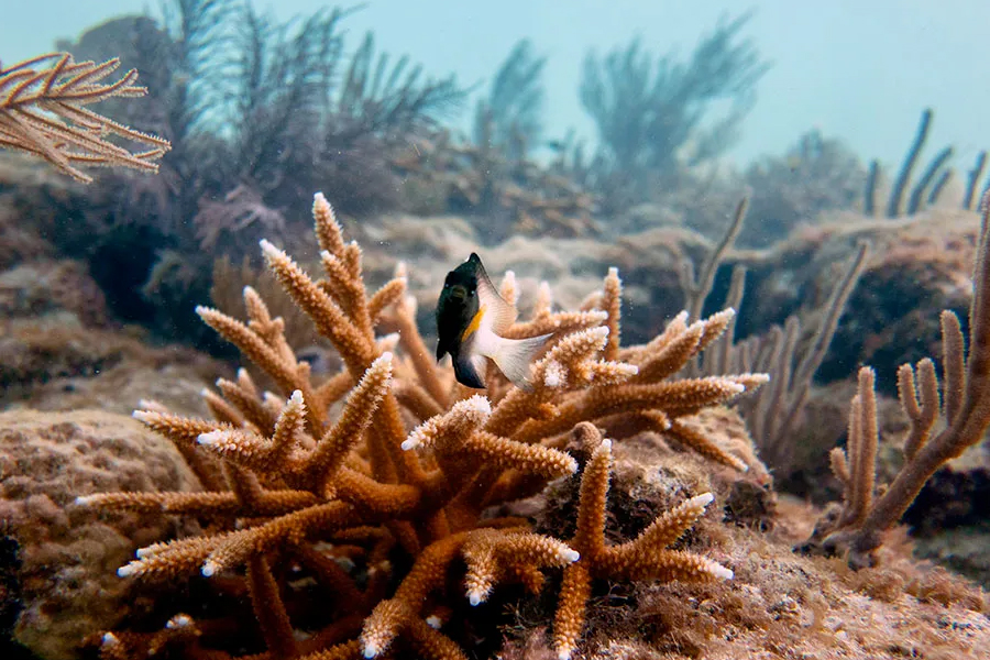 Sylvester Looks to Sea and Skies