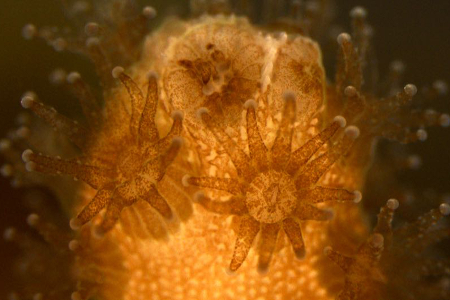 Immune Cells in Coral