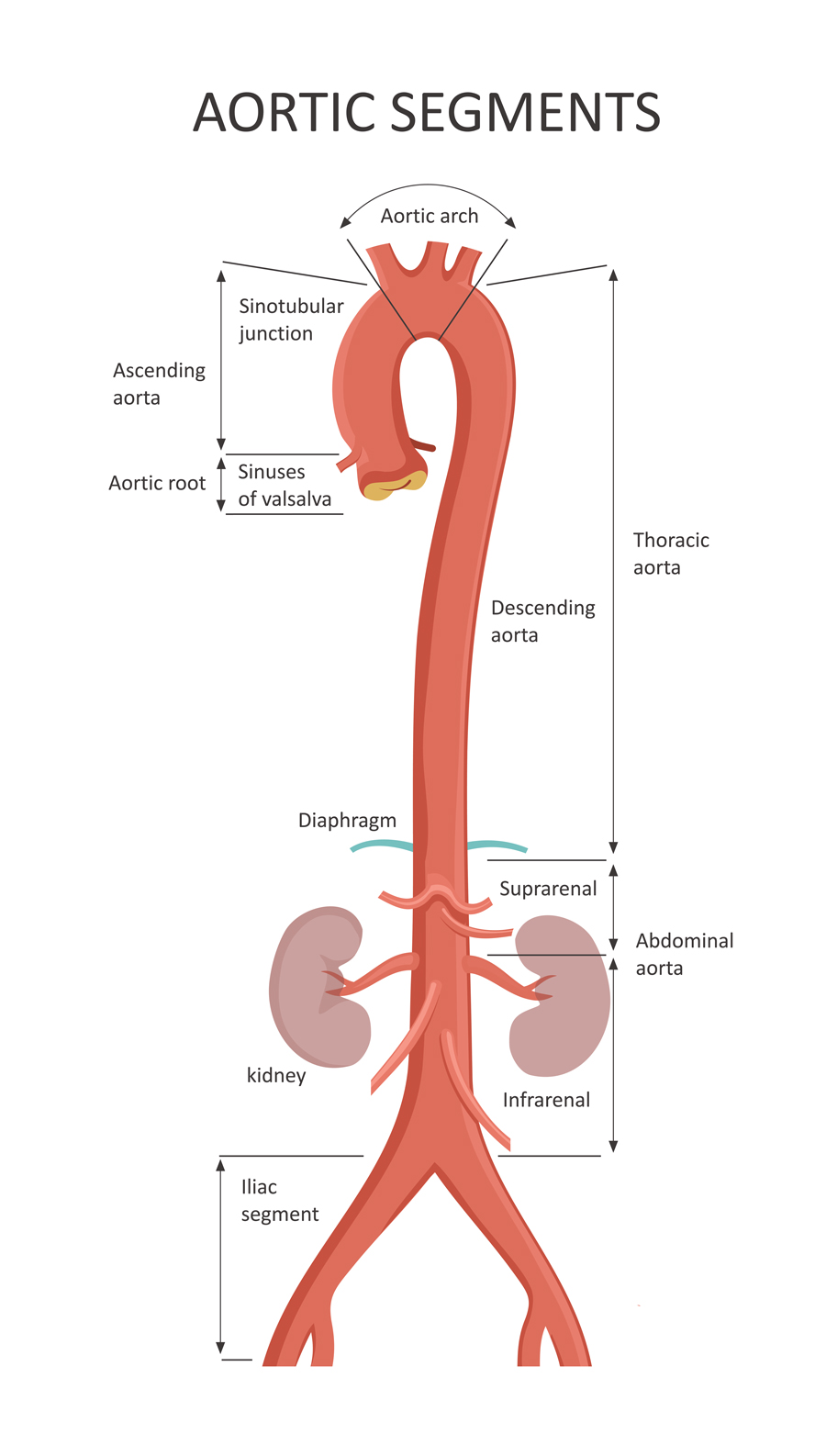 Aortic segments diagram