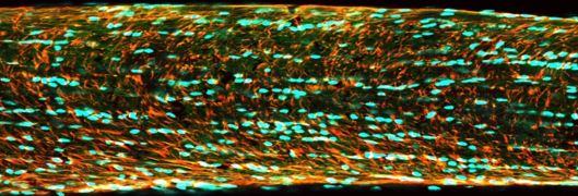 Orbital Vision Research