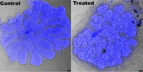 Orbital Vision Research