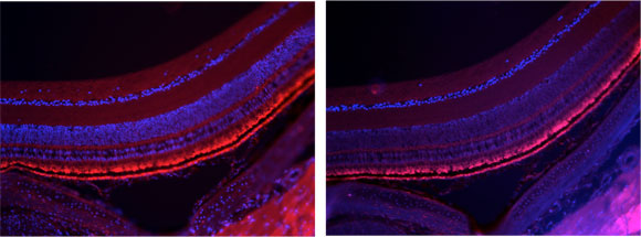 Fluorescence microscopic images of Zebra finch retina sections
