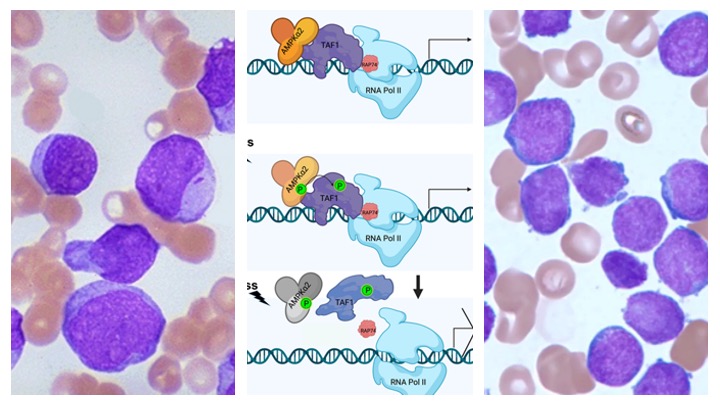 Graphic displaying the focus of the Barredo lab, which is to study the role of AMPK as a regulator of survival adaptation to energy/metabolic stress