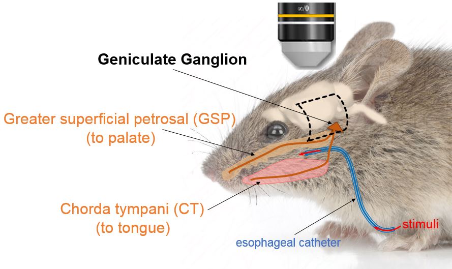 Illustration showing how we conduct in vivo imaging of sensory neurons innervating the oral cavity in transgenic mice that express GCaMP in these neurons. Shown here is the geniculate (gustatory) ganglion.