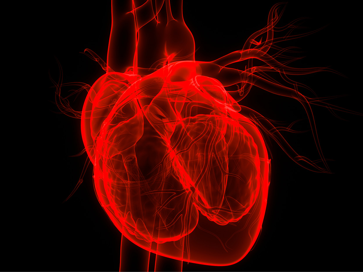 Render of a heart x-ray