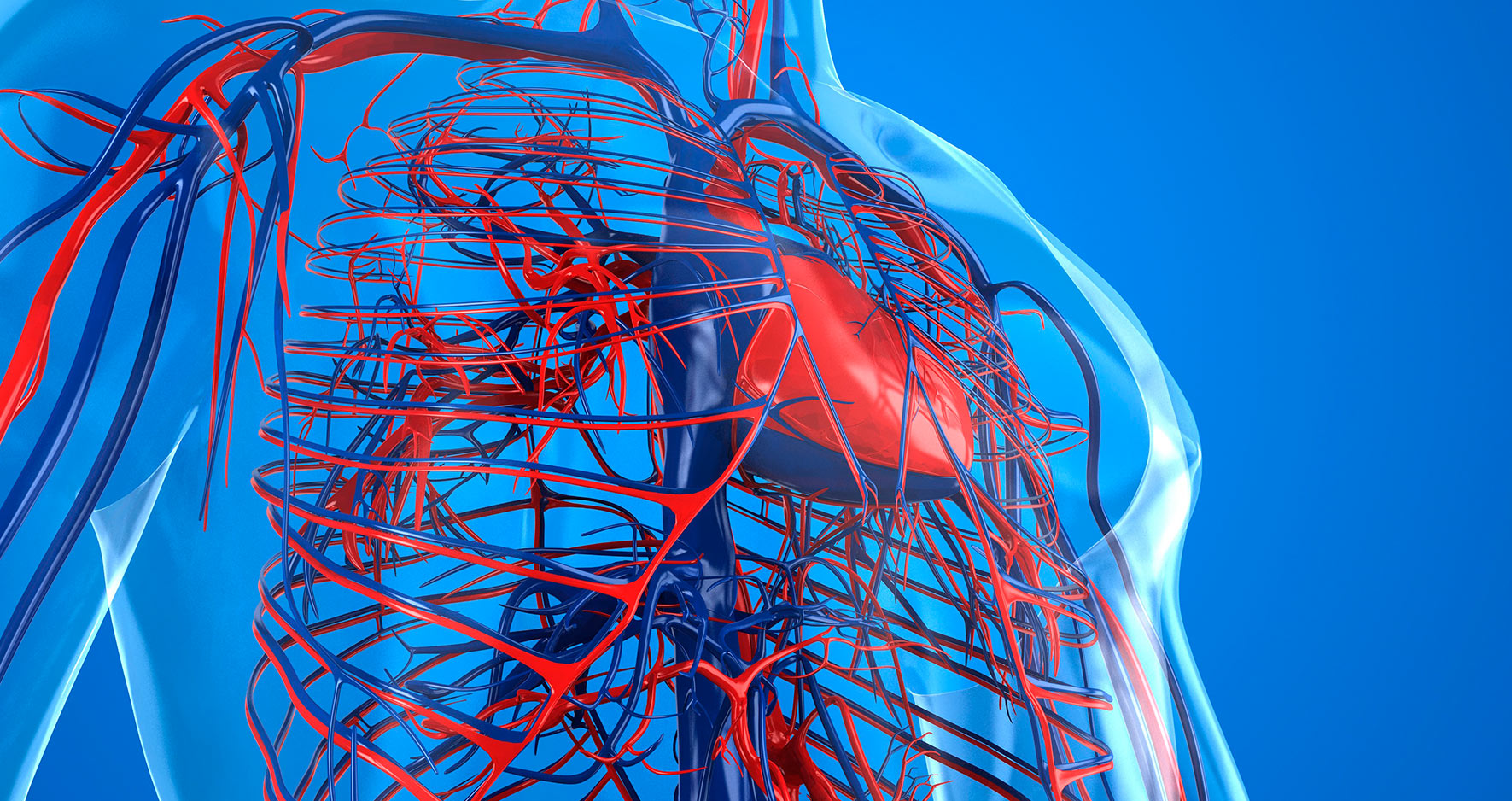 Rendering of human vascular system